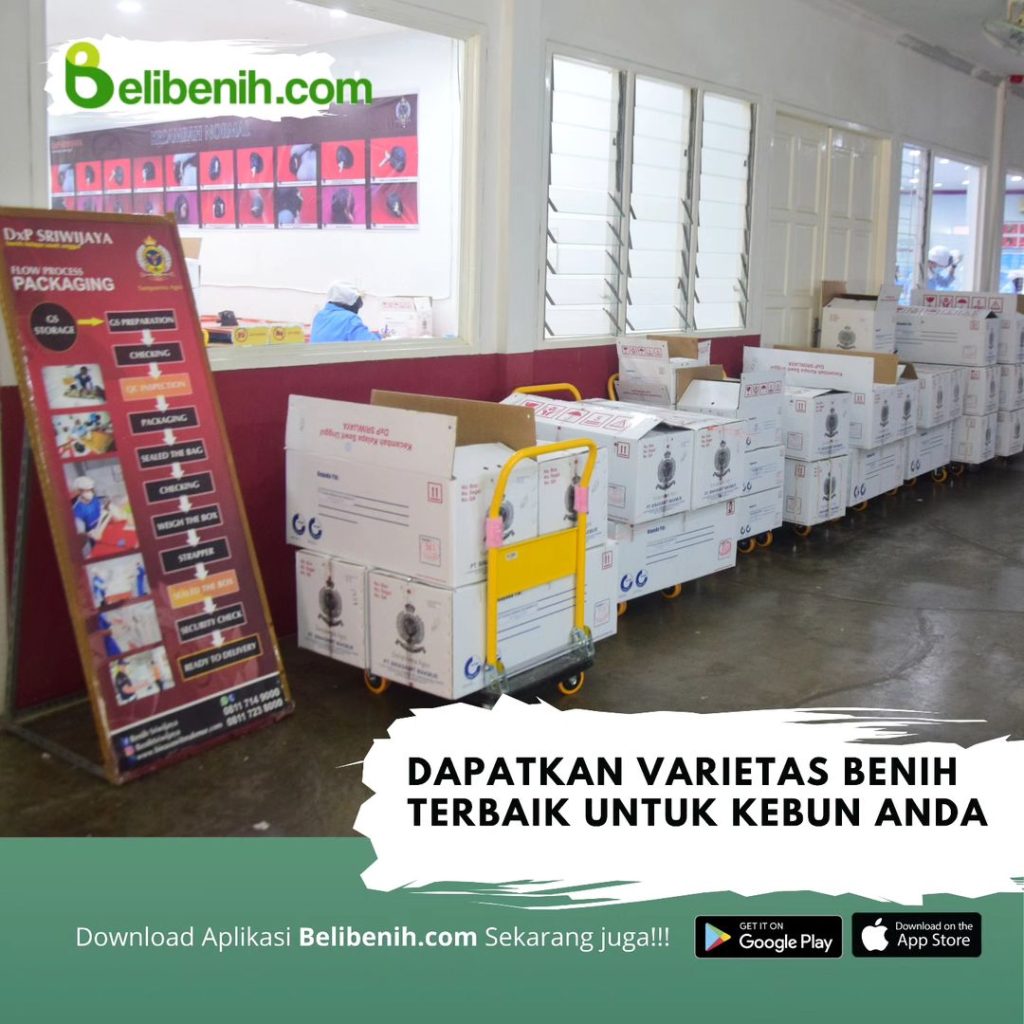 varietas benih